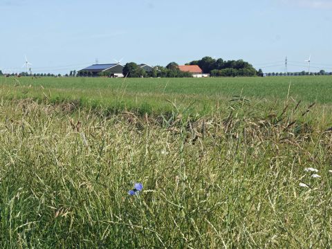 Aandachtspunten bij meerjarig begroeid houden van akkerranden