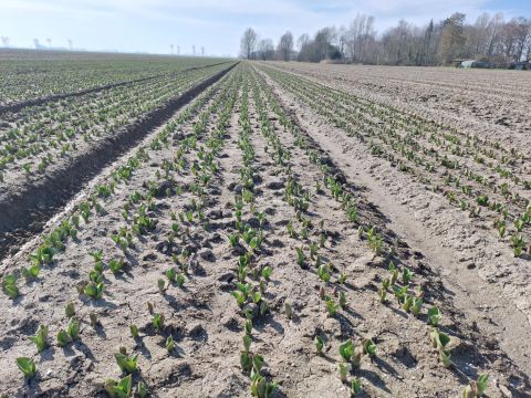 Praktijknetwerk Bloembollenteelt Flevoland zet stappen naar vergroening