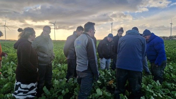 Met groenbemesters de winter in: hoe doe je dat?