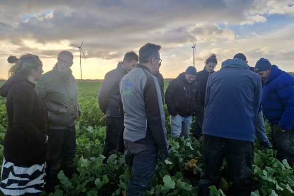 Met groenbemesters de winter in: hoe doe je dat?